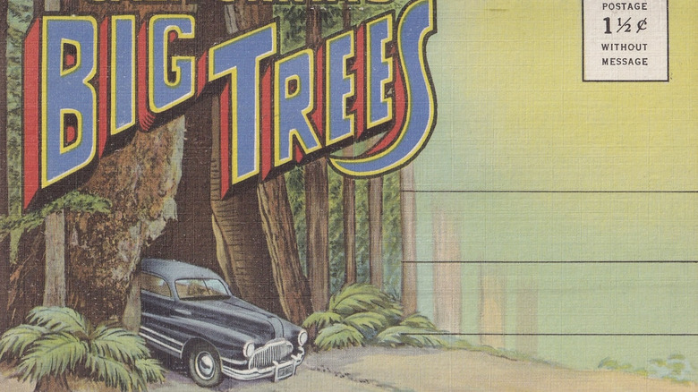 A vintage post card of a car driving through a redwood tree tunnel in California