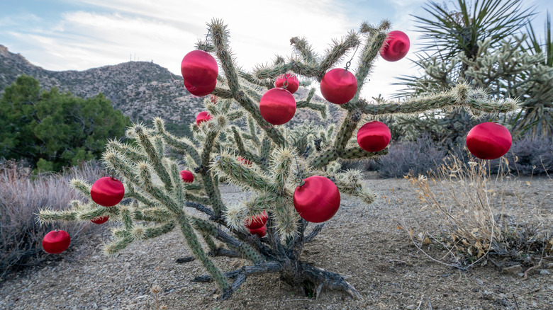 A decorated cactus on Christmas Tree Pass in Laughlin, Nevada