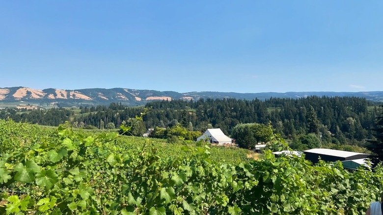 View of vineyards with mountains in the background