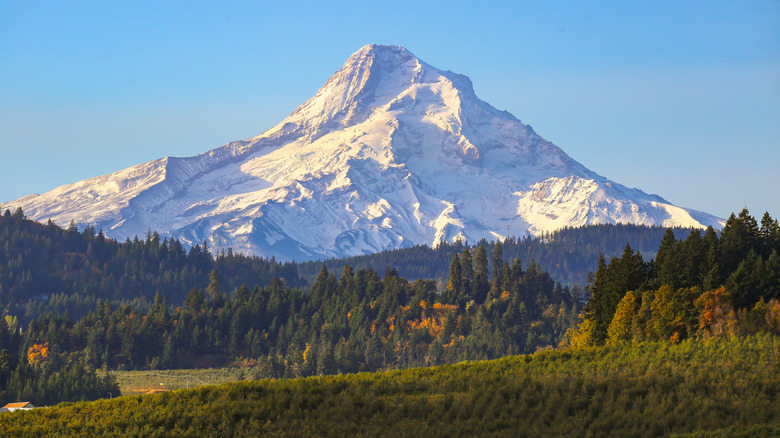 Mount Hood with pines and vines in the foreground