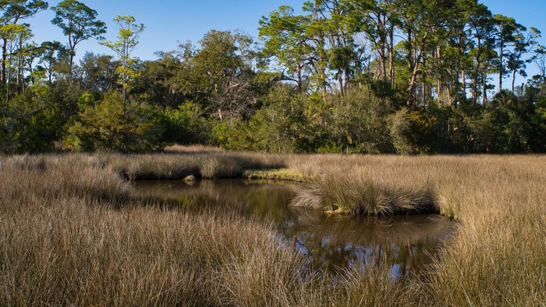 Grassy area with pond and trees