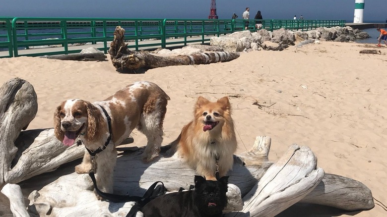 Dogs on the beach at Charles Mears State Park, Michigan