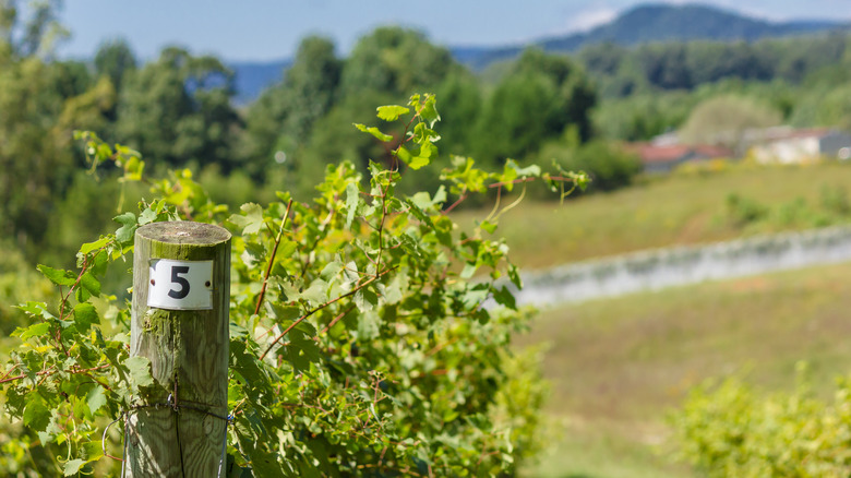 Vineyard at the Yadkin Valley, NC