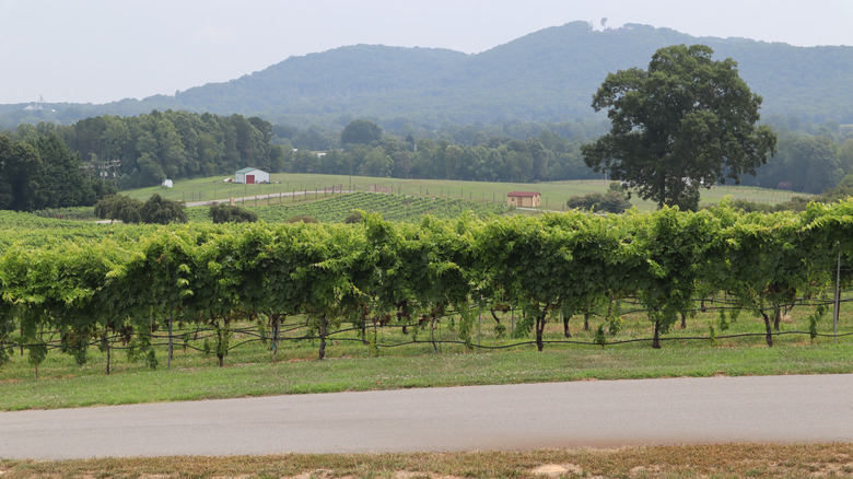 The landscape around the Yadkin Valley