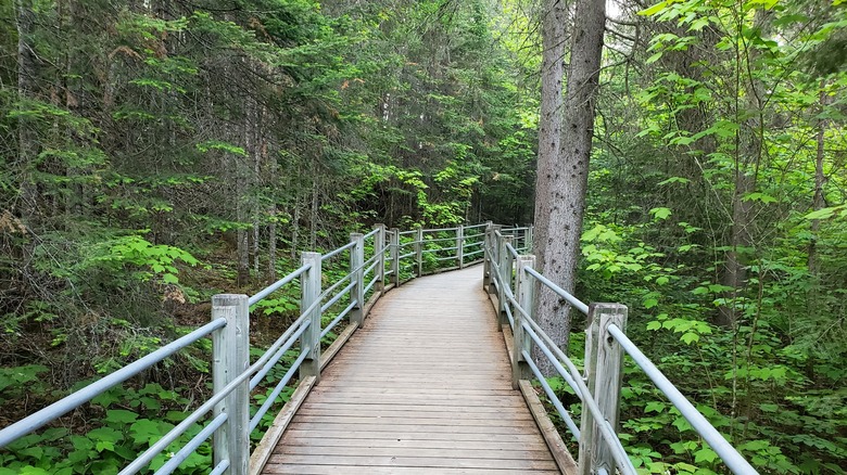 A boardwalk through dense forest at the park
