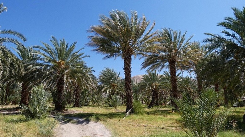Date trees at the China Ranch Date Farm