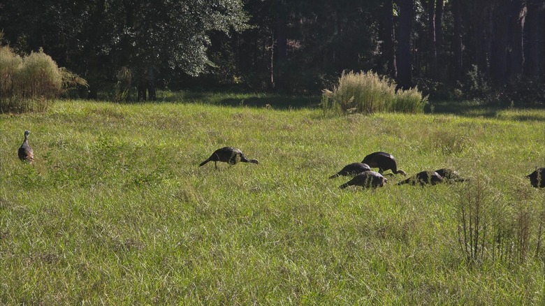 Wild turkeys in a grassy section at Newnans Lake State Forest, Florida