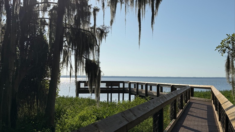 Wooden boardwalk stretching over Newnans Lake with a tree next to it covered by Spanish moss at Newnans Lake State Forest, Florida