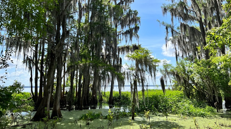 Bald cypress trees covered with Spanish moss over swampy spots at Newnans Lake State Forest, Florida