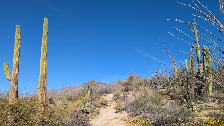 A trail in Sabino Canyon Recreation Area.