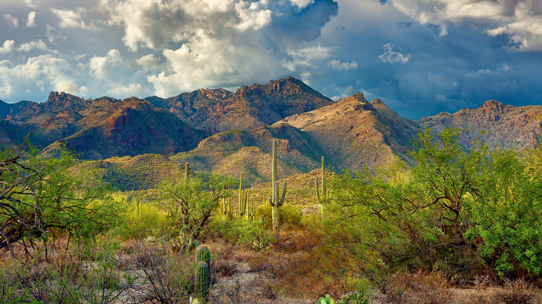 Landscape photo of Sabino Canyon Recreation Area.