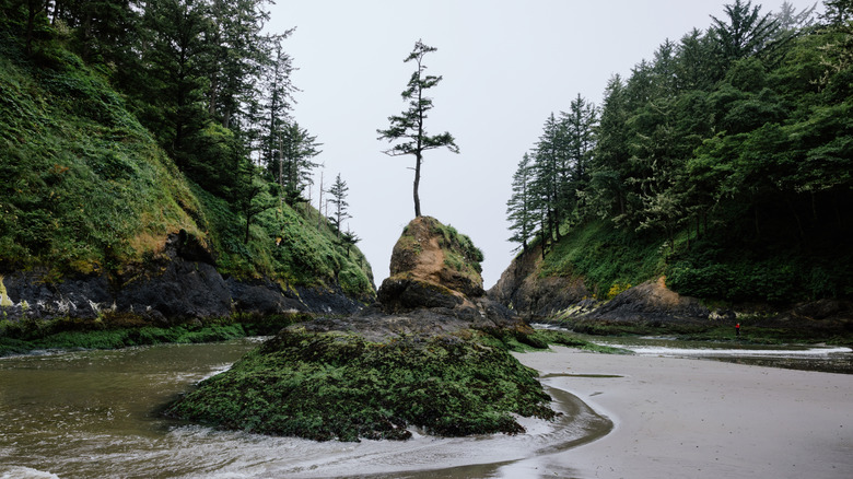 A tree stands on a bluff in the small beach of Deadman's Cove, Washington