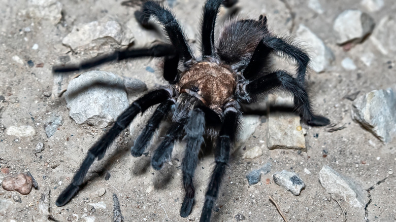 A Colorado Tarantula in Comanche National Grassland