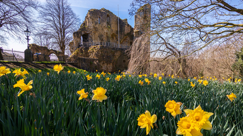The ruins of Knaresborough Castle in North Yorkshire