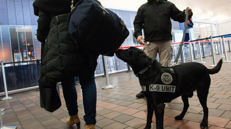 Security dog checking someone's bags