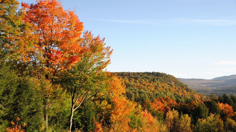 Aerial view of a forest in fall, with colorful foliage covering rolling hills