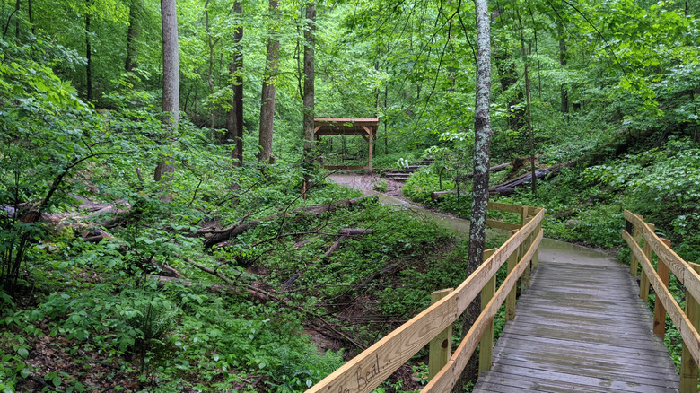 View of a green forest with a wooden footbridge leading to a small shelter set back in the trees