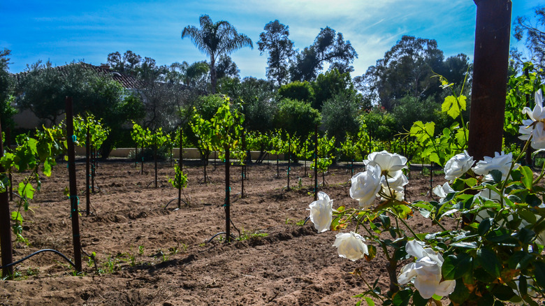 A view of the beautiful grounds at the Bernardo Winery in San Diego, California