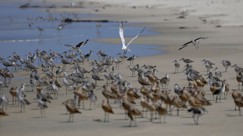 Seabirds on the shore at Imperial  Beach in San Diego, California