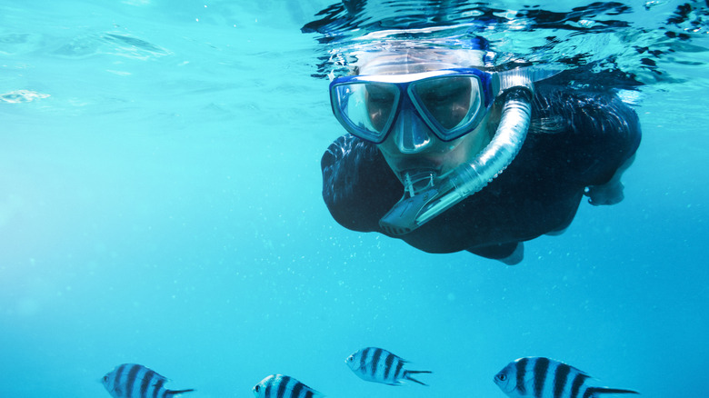 snorkeler and striped fish