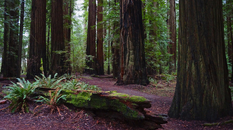 A trail passes through giant redwoods