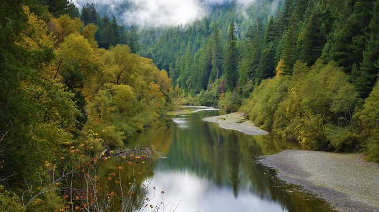 Trees rise along the banks of a reflective river