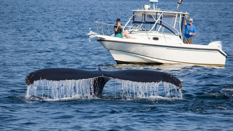 A humpback whale tail in front of a whale watching boat near Gloucester, Massachusetts.
