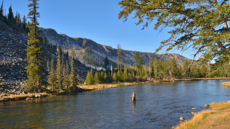 A man fishing at Yellowstone National Park