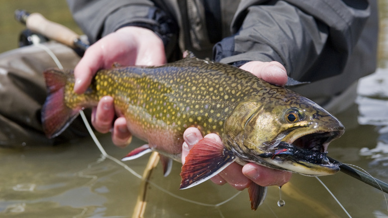 Fly-fishing for trout at Yellowstone National Park