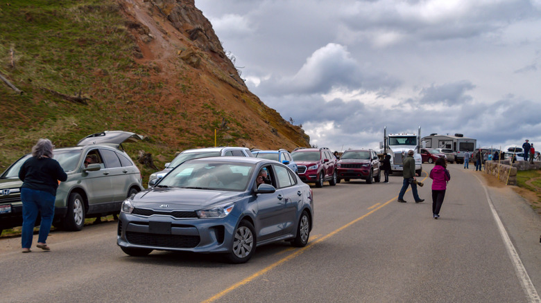 Bear jam in Yellowstone National Park