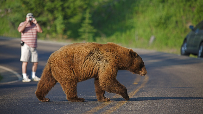 Bear crossing road in Yellowstone National Park