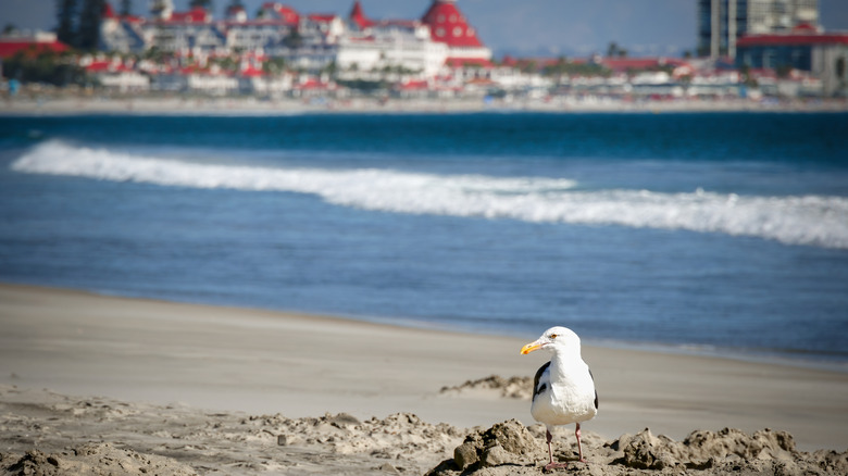 A lone seagull on the beach in Coronado, California
