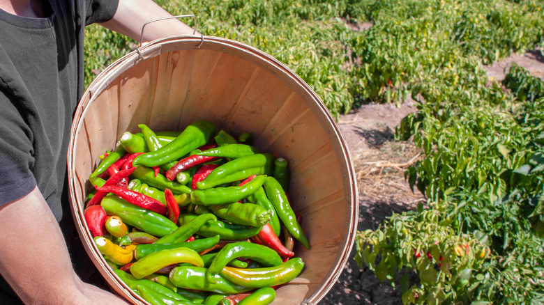 A person holding up fresh chiles at an Albuquerque farm