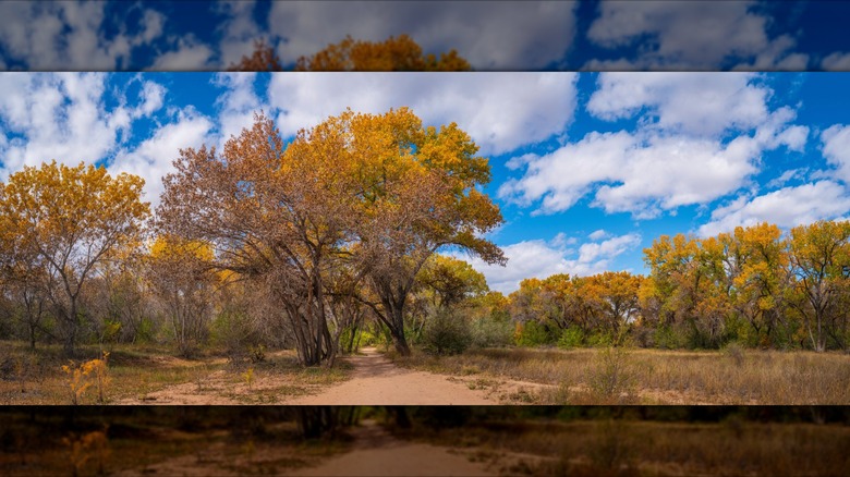 Cottonwood trees along the Paseo del Bosque Trail
