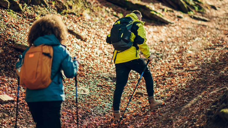 People hiking in the woods