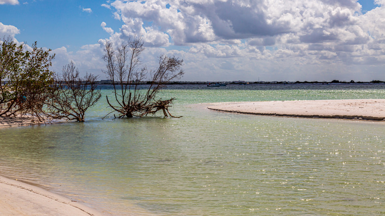 The beach at Honeymoon Island in Florida