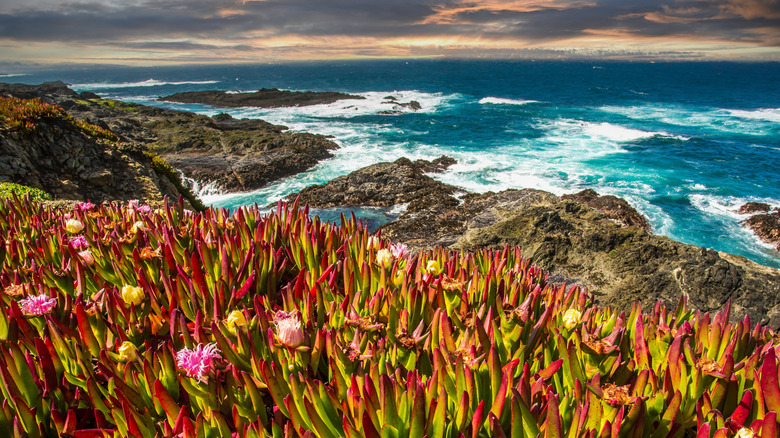 Wildflowers rise above reefs that are washed by a wild Pacific Ocean