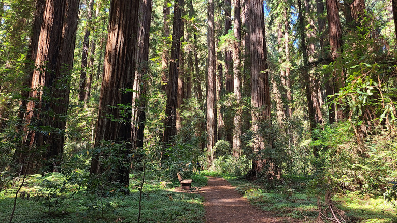 Redwoods loom over the hiking paths at Hendy Woods, California