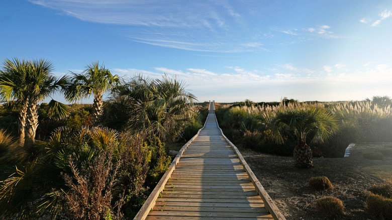 Boardwalk through plants in Sunset Beach, North Carolina