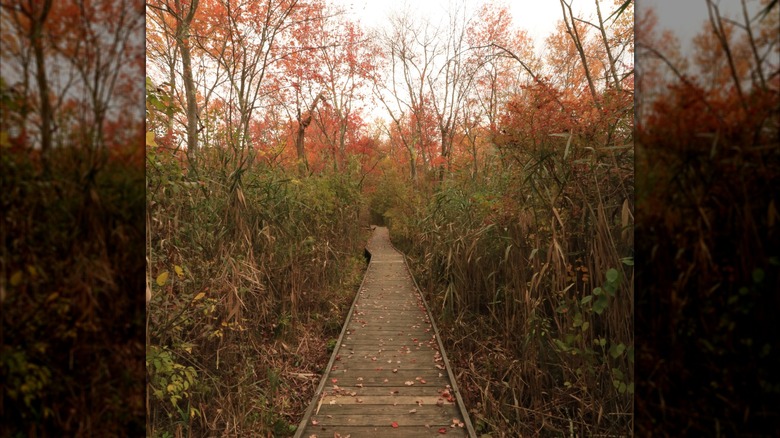 Boardwalk through woods in Chatham, New Jersey