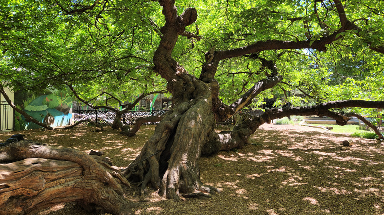 The old Mulberry Tree at Lewis Ginter Botanical Garden, part of the Children's Garden
