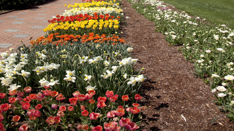 Rows of spring flowers at the Lewis Ginter Botanical Garden