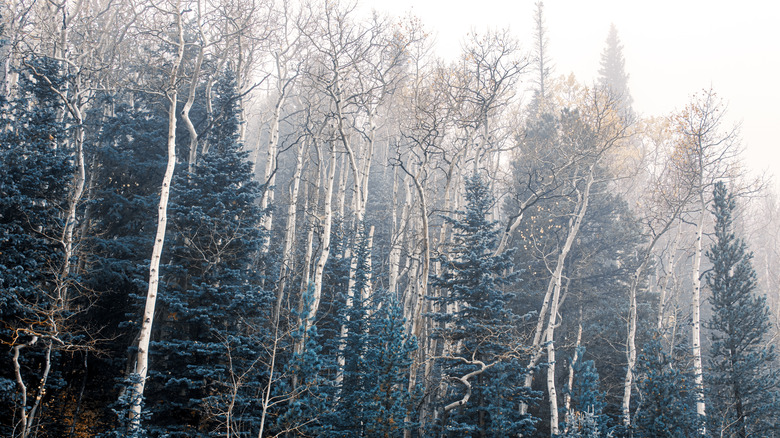 Snowy trees in Eldora, CO