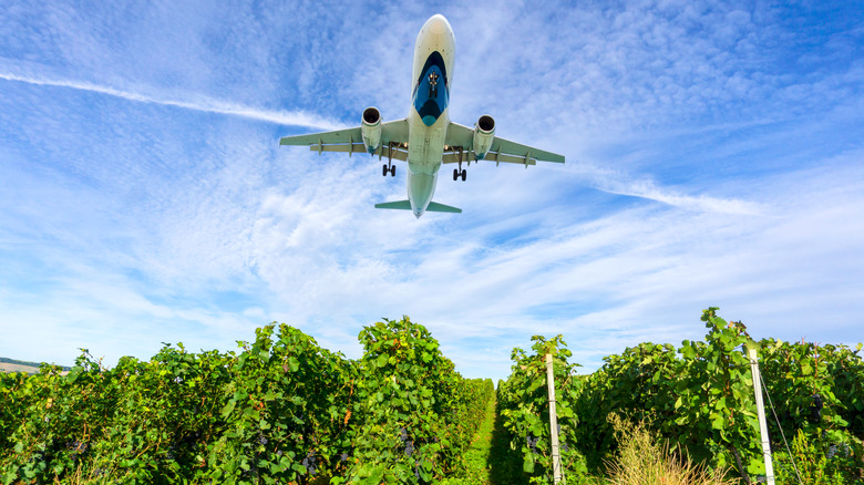 A plane flying over vineyards