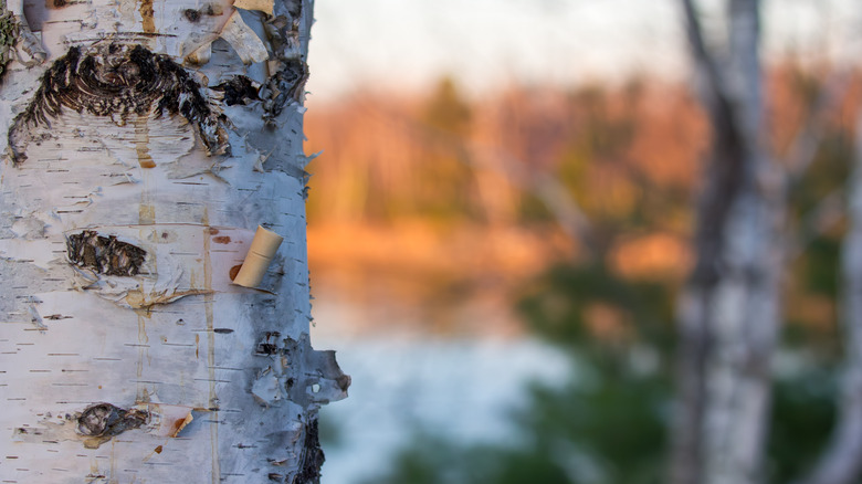 A birch tree by the lake in Chippewa National Forest