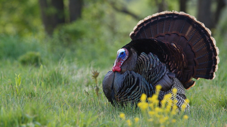 Wild turkey in Pennsylvania woodland