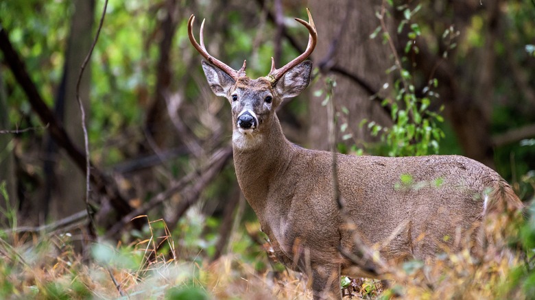Deer in lush forest