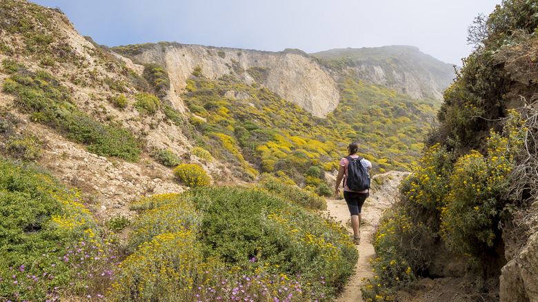 A hiker on one of the trails that leads to Alamere Falls