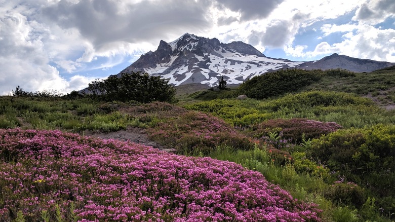 Mount Hood wildflowera along Oregon's Timberline Trail