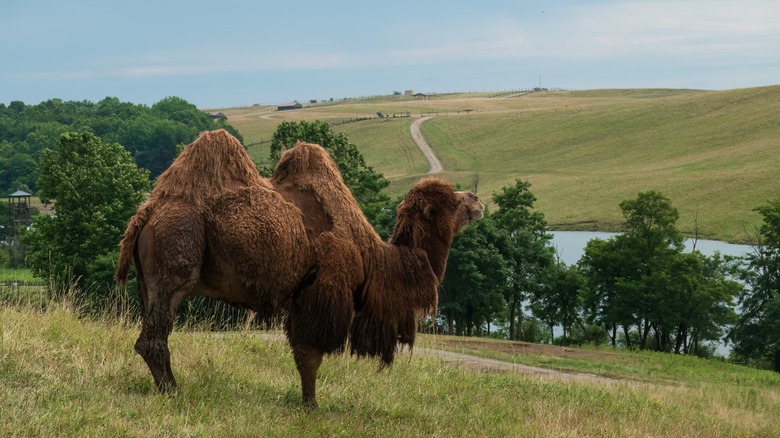 A Bactrian camel at The Wilds safari park in Cumberland, Ohio